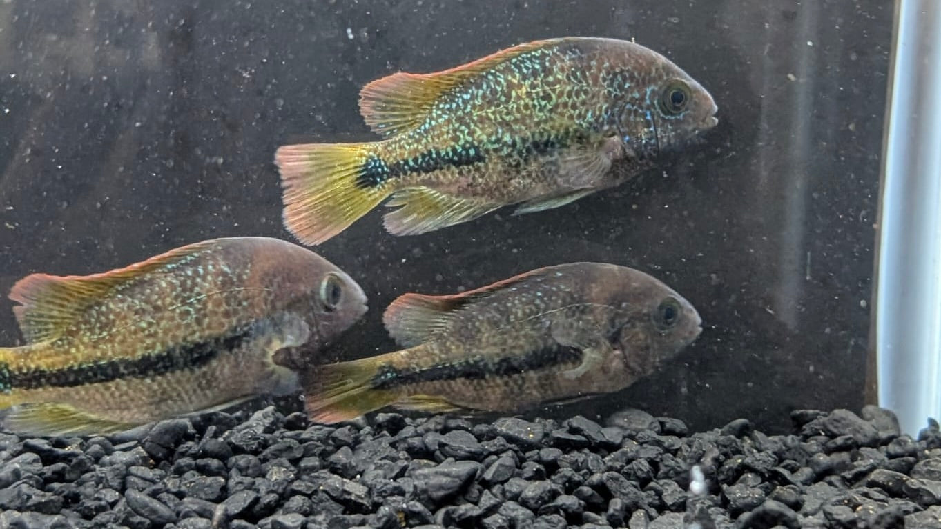 Vieja fenestrata Cichlid