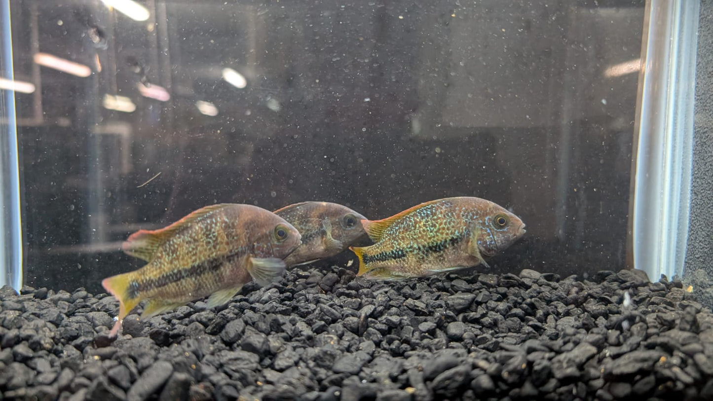 Vieja fenestrata Cichlid