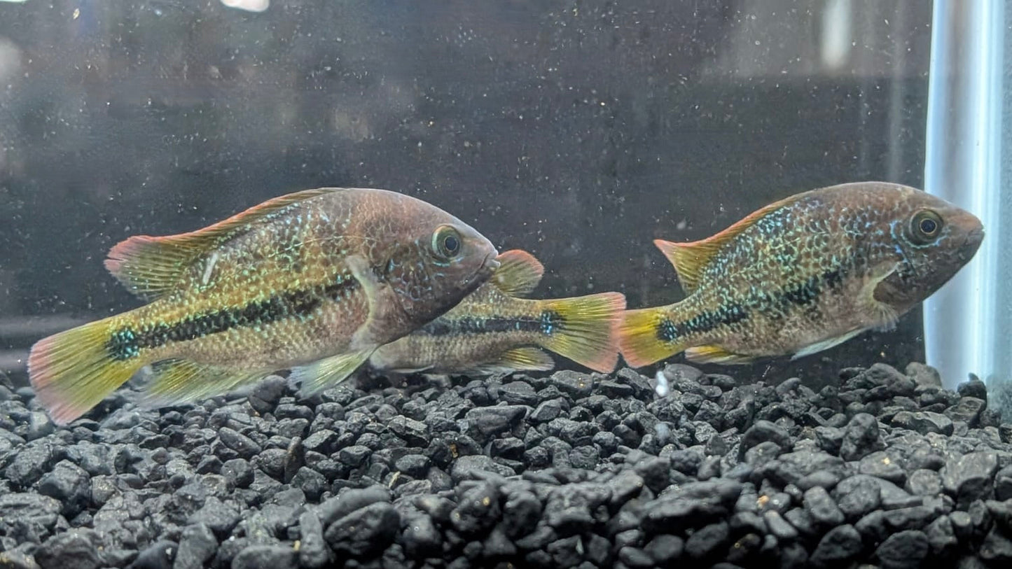 Vieja fenestrata Cichlid