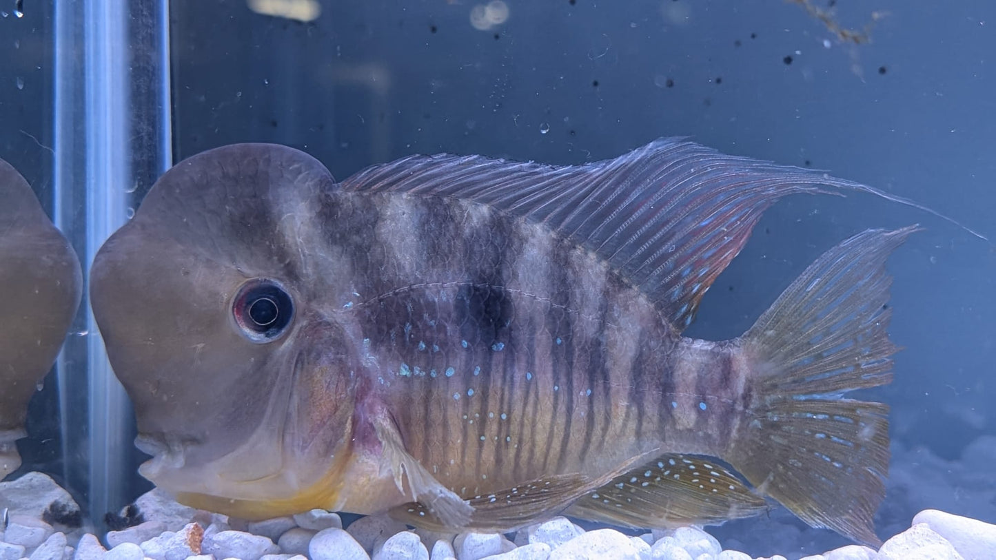 Gymnogeophagus balzanii