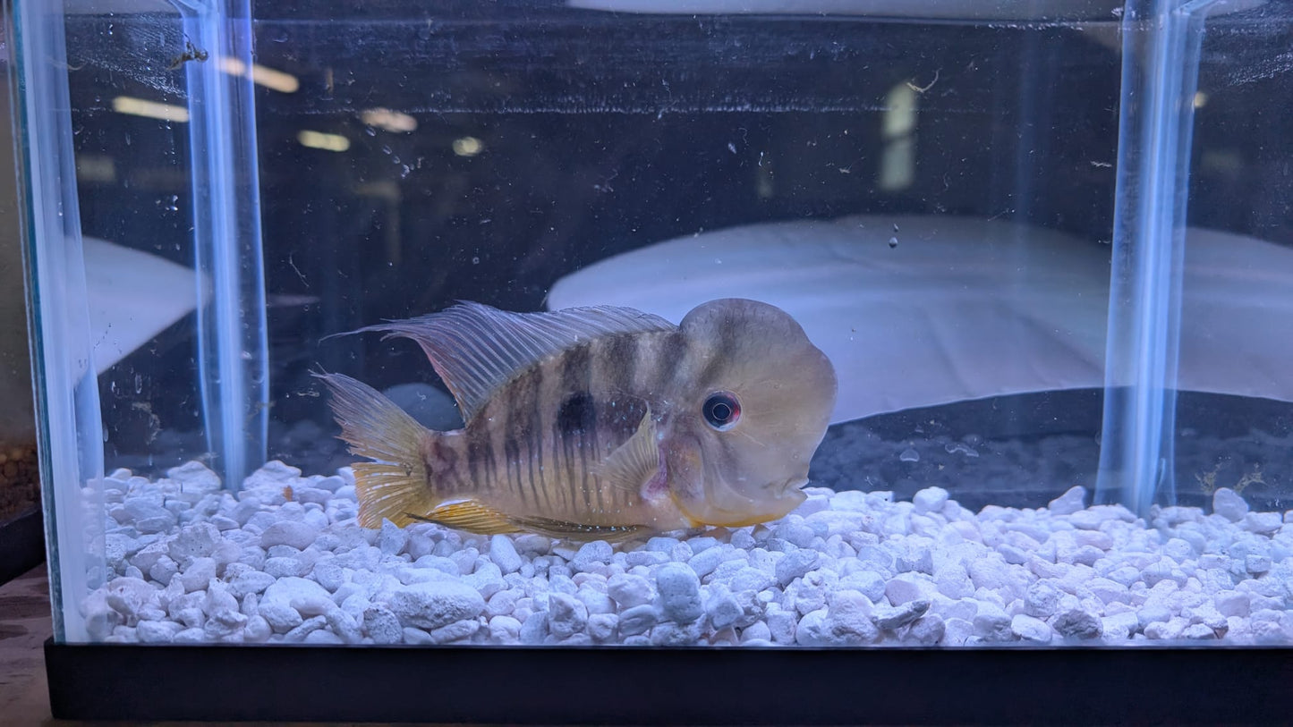 Gymnogeophagus balzanii