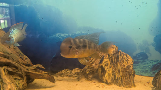 Gymnogeophagus balzanii
