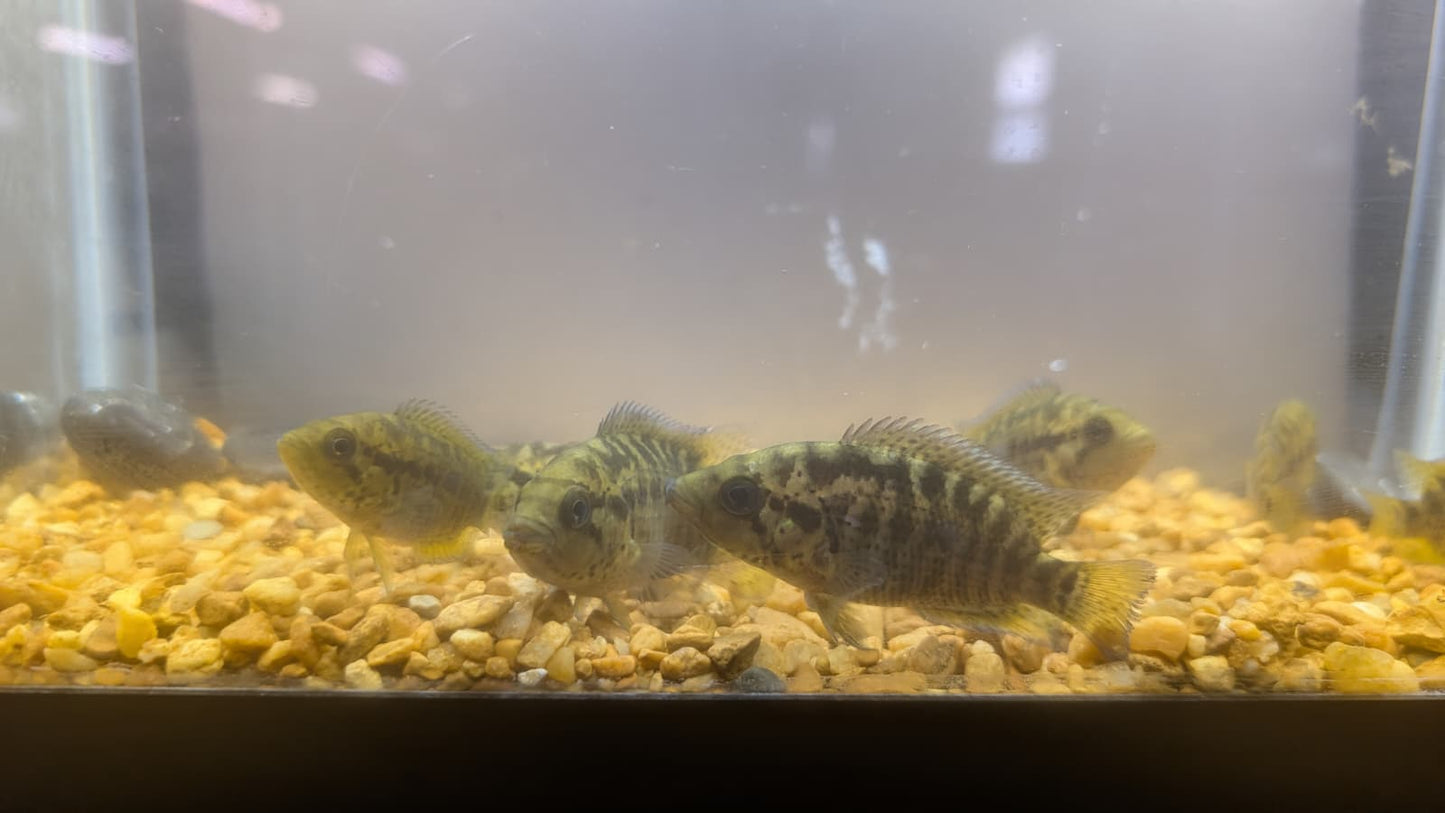 Yellow Jacket Cichlid