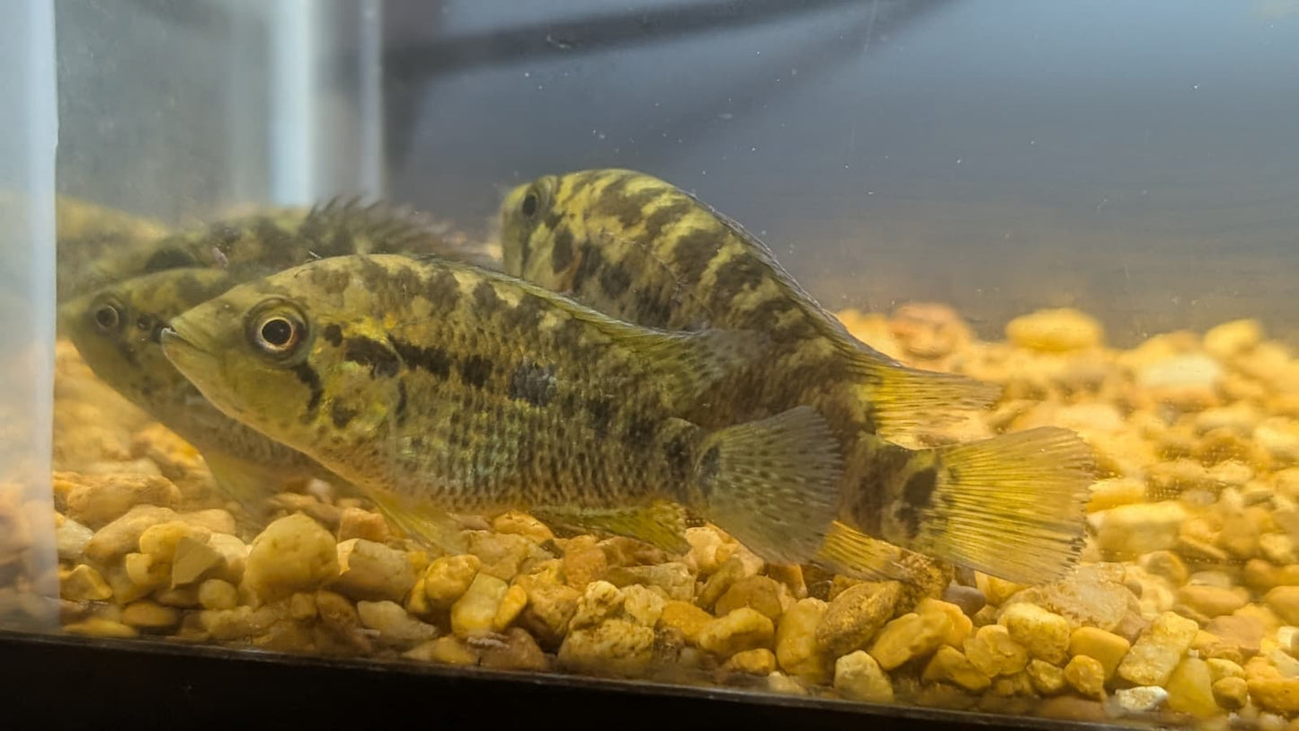 Yellow Jacket Cichlid
