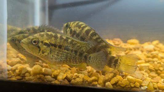 Yellow Jacket Cichlid