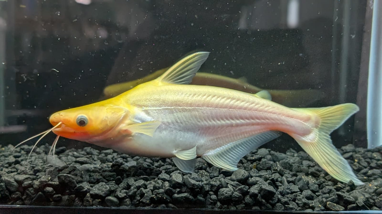 Albino Iridescent Shark