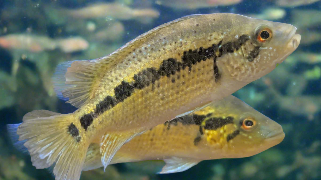 Pharachromis Dovii or Wolf Cichlid