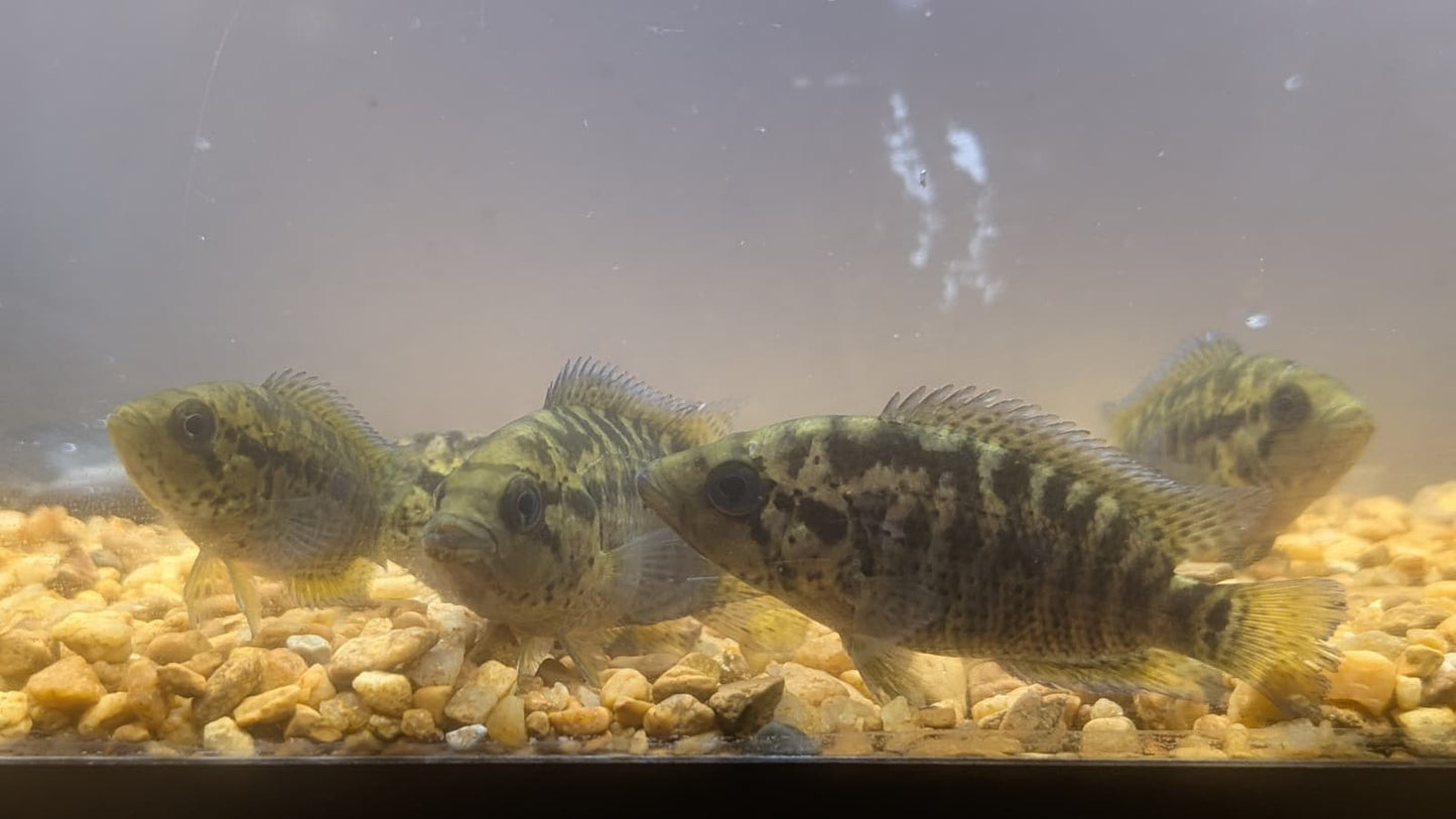 Yellow Jacket Cichlid