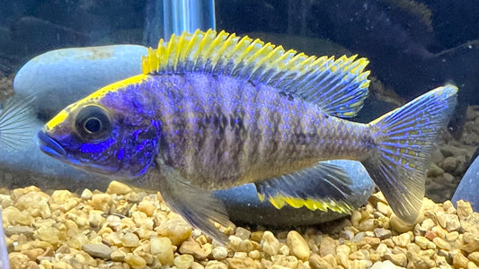 Yellow Blaze Cichlid