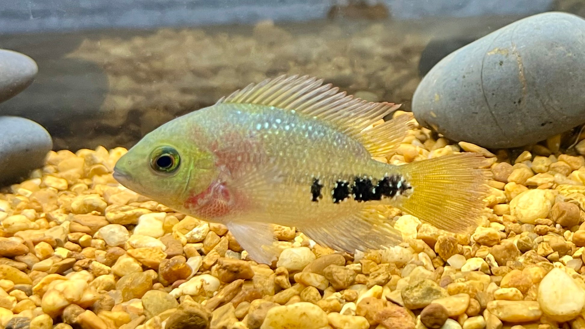 Young Synspilum Cichlid (Vieja melanurus)