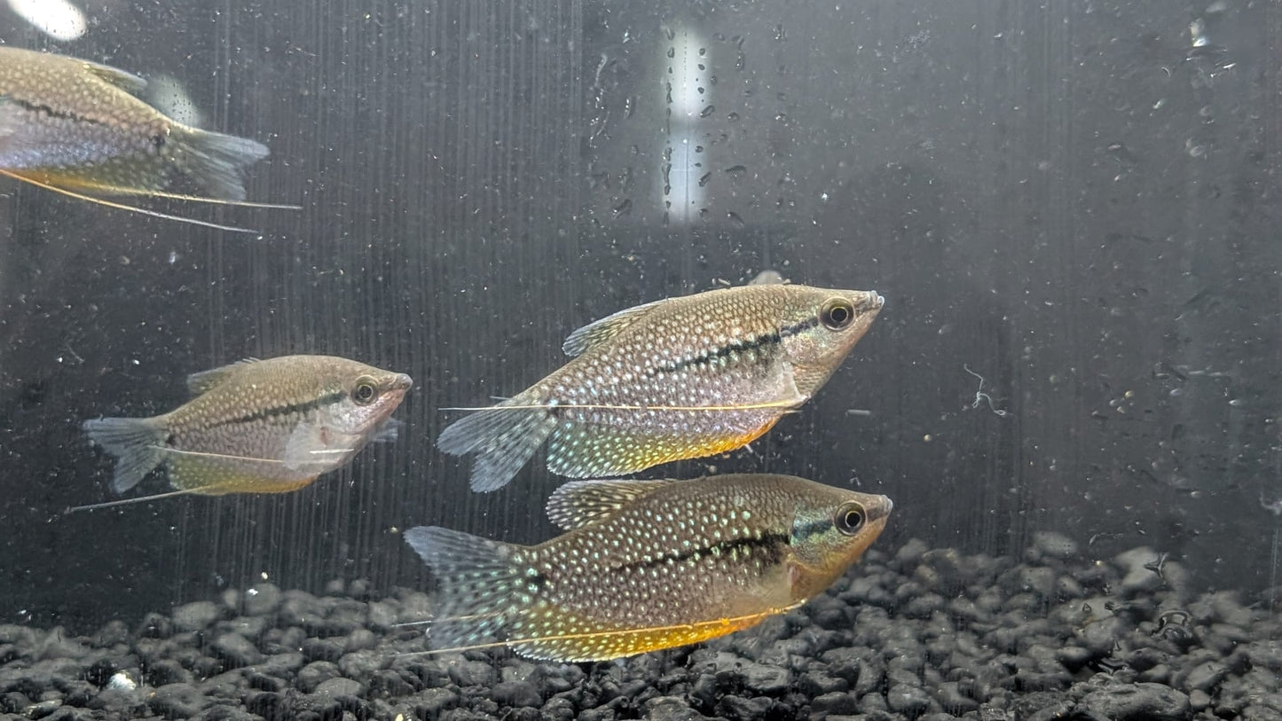 Pearl Gourami