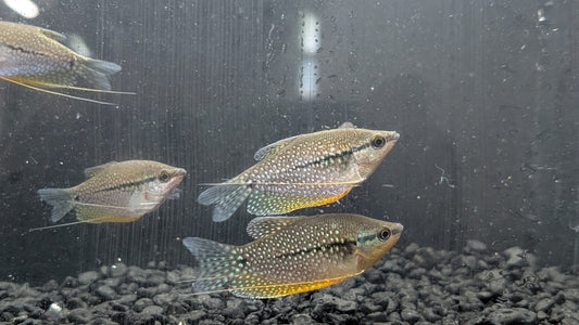 Pearl Gourami
