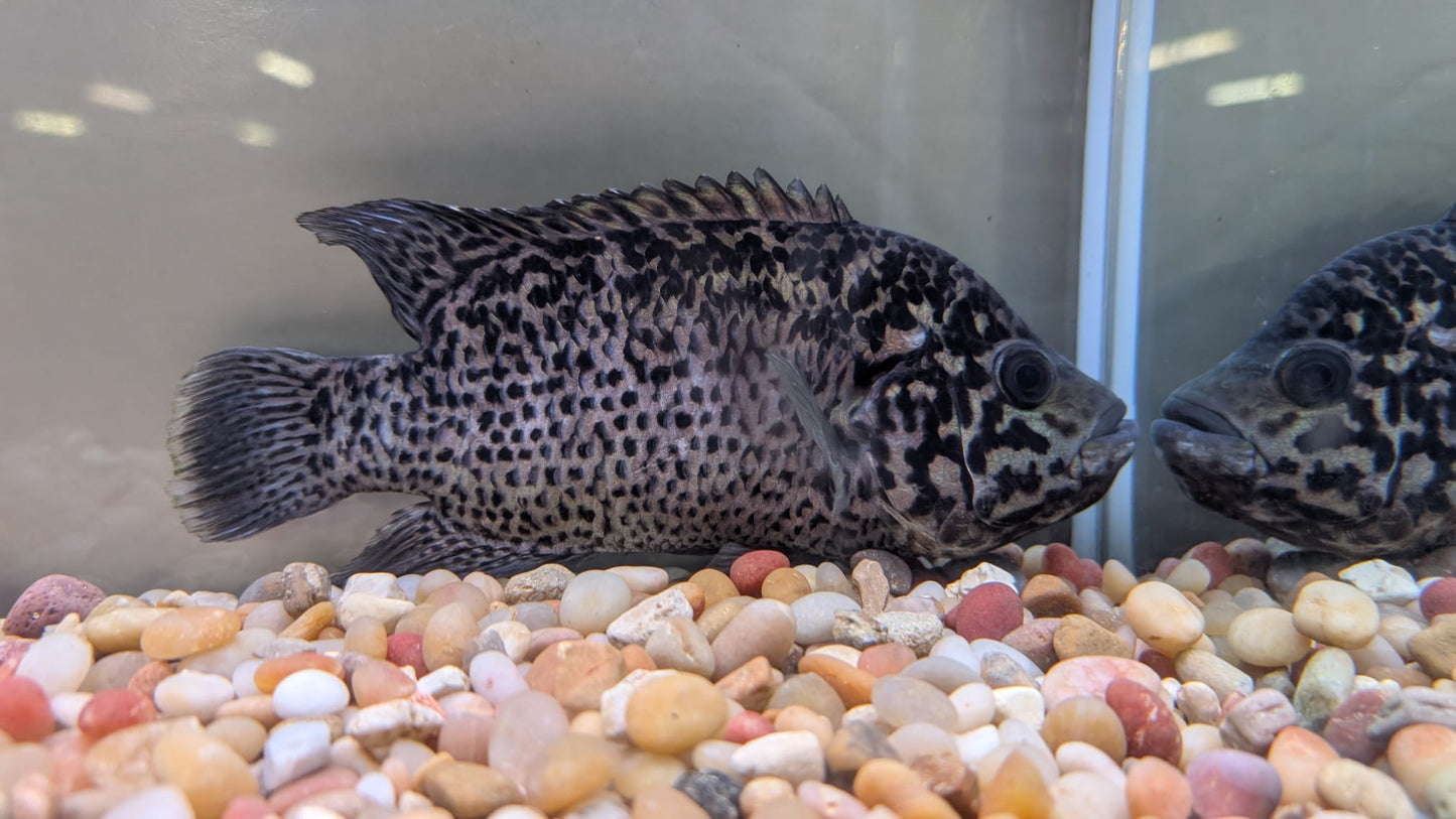 Cuban Cichlid
