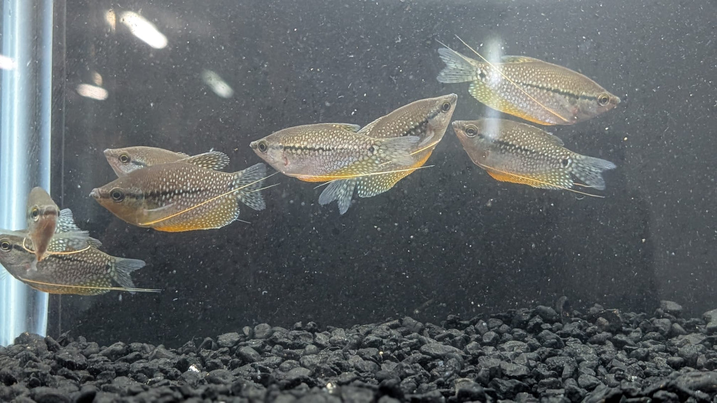 Pearl Gourami