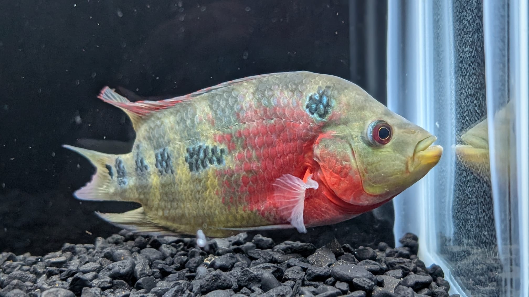 Red Dragon Flowerhorn for Sale - Hybrid Cichlid - The Fish