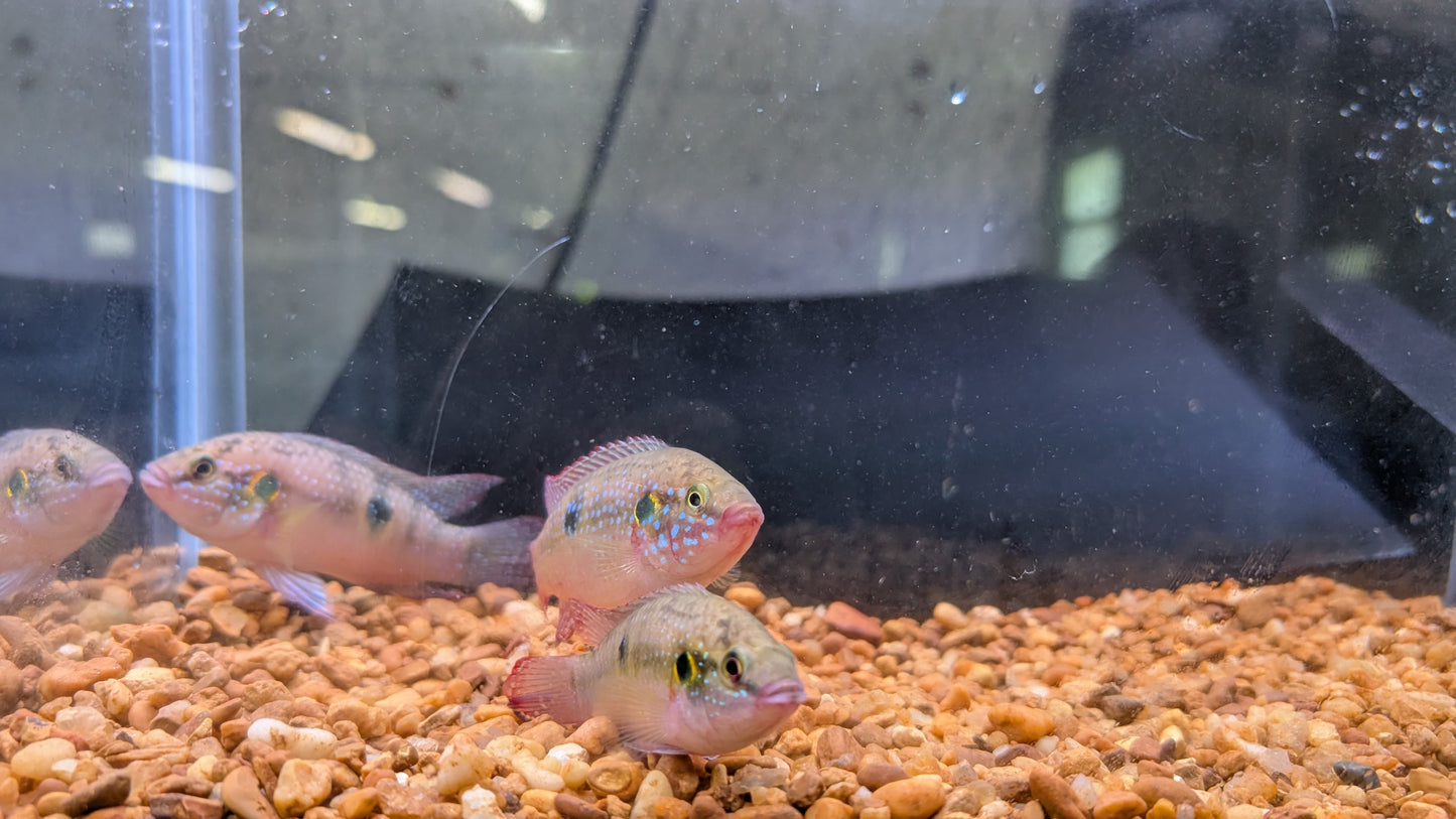 Moanda Jewel Cichlid