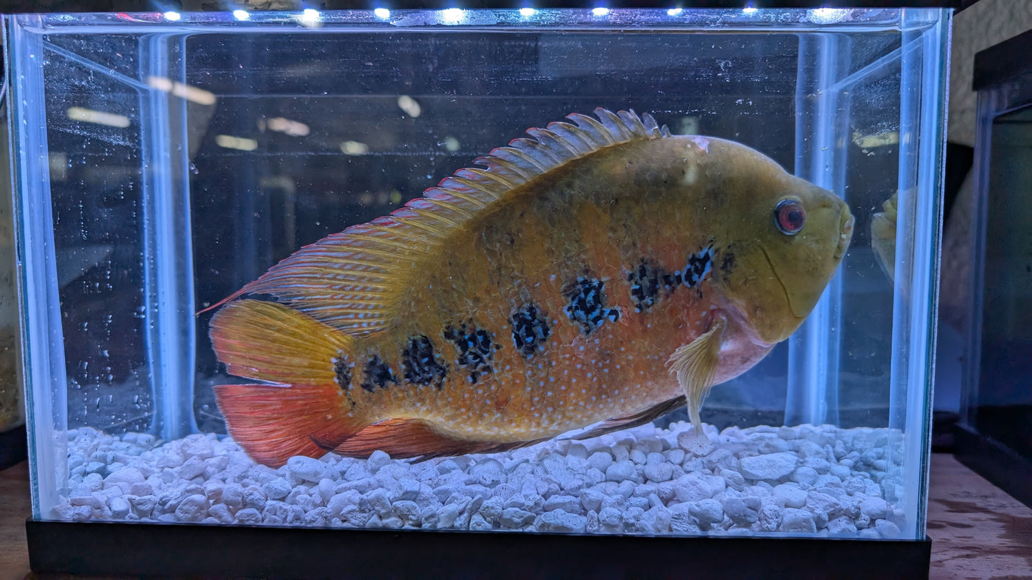 Lyonsi Cichlid