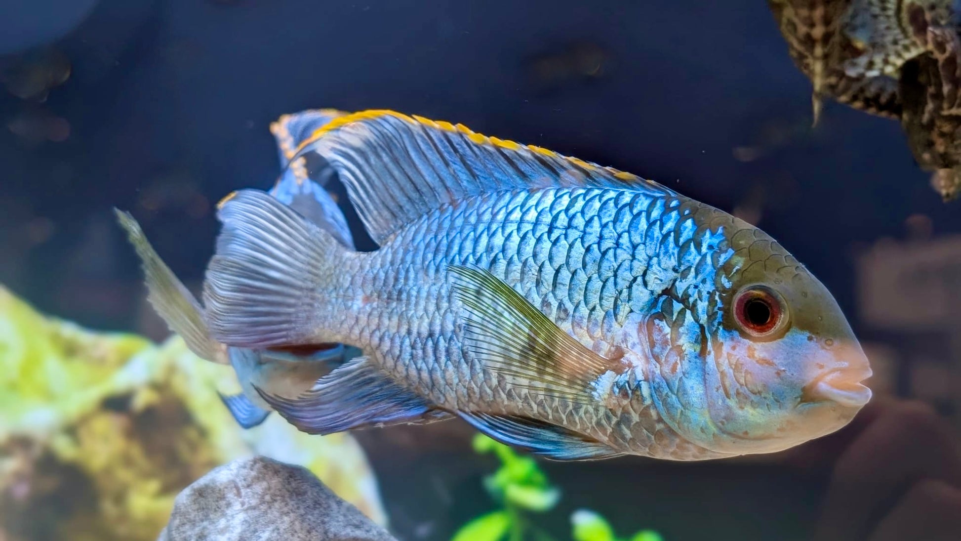 Electric Blue Acara - EBA - South American Cichlid – The Fish Farmer's ...