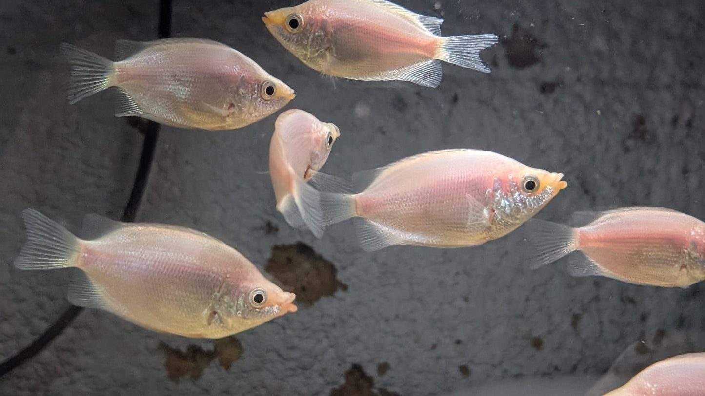 Pink Kissing Gourami
