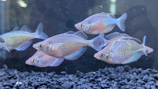 Emerald Rainbowfish (Wanamensis Rainbowfish)