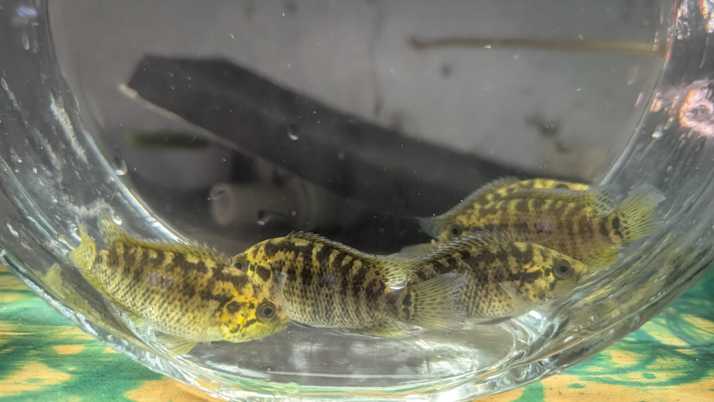 Yellow Jacket Cichlid