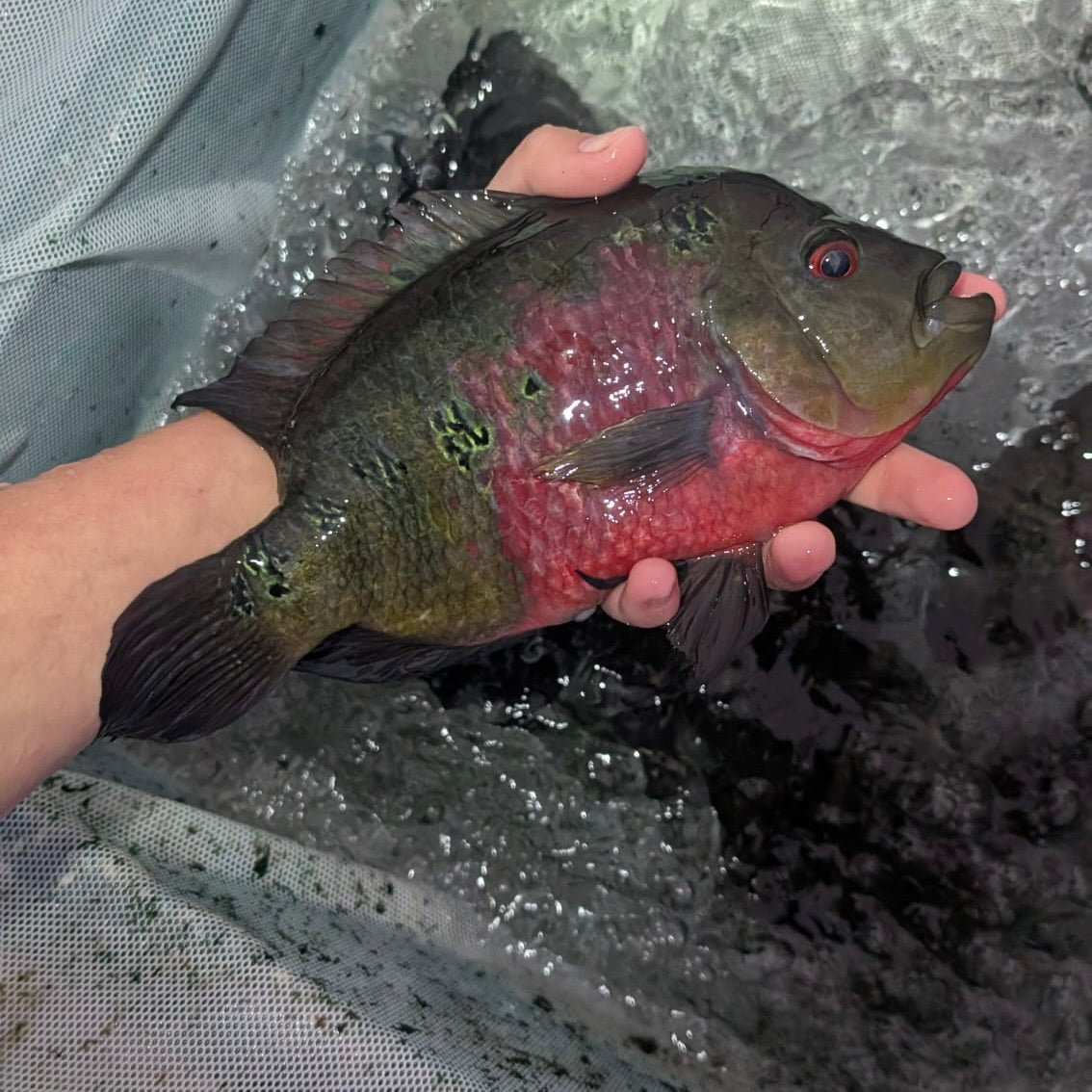 Red Dragon Flowerhorn for Sale - Hybrid Cichlid - The Fish