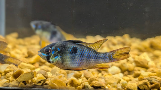 German Blue Ram