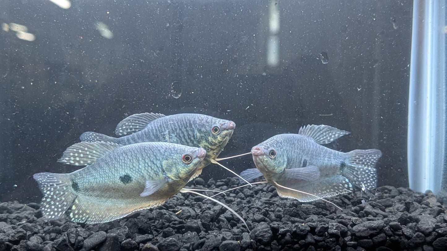 Blue Gourami