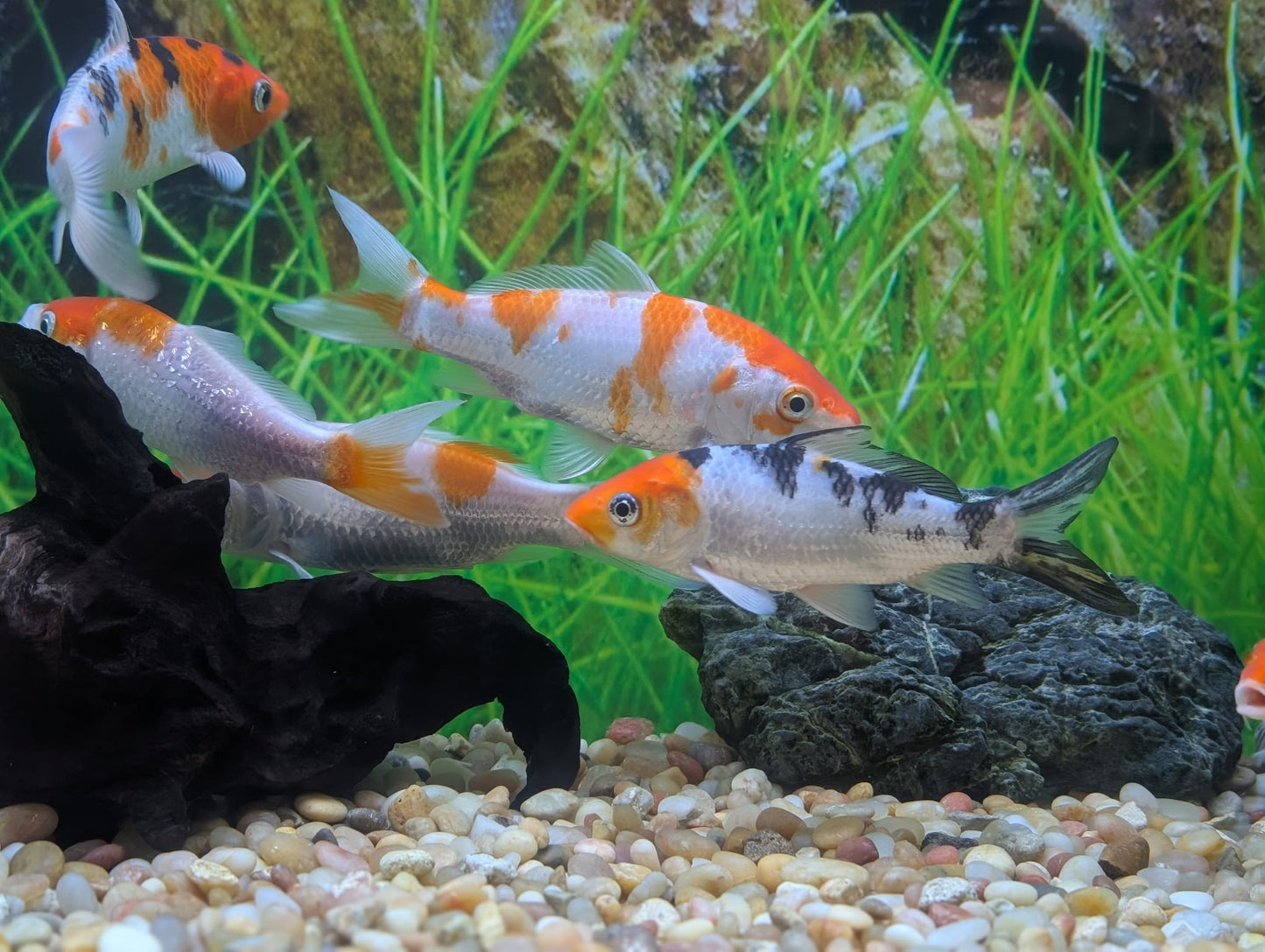Koi, Kohaku and Sanke