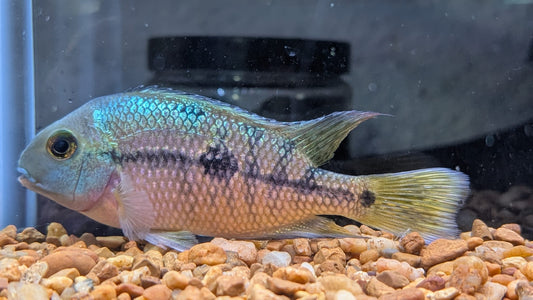 Nicaraguan Cichlid, Macaw, Nicaraguensis
