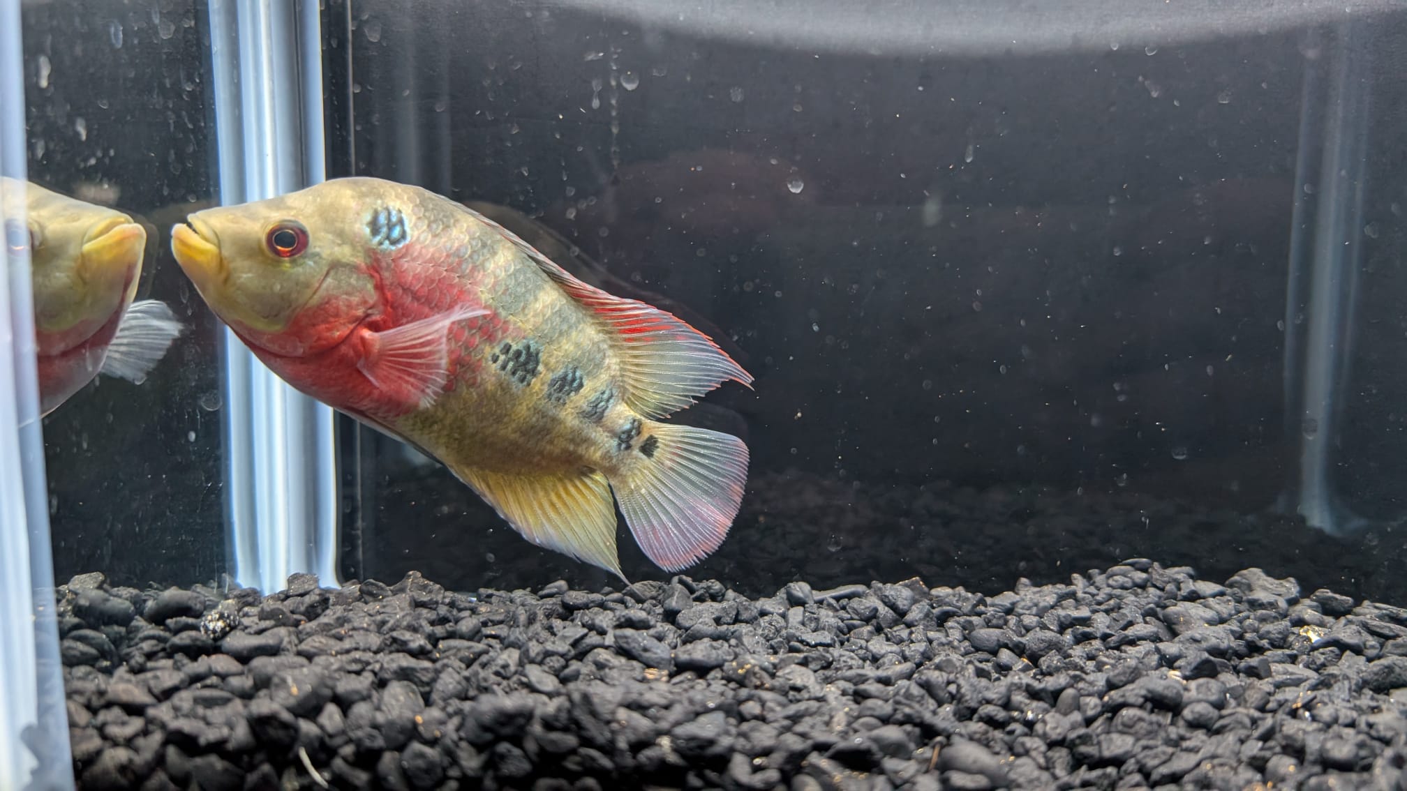 Red Dragon Flowerhorn for Sale - Hybrid Cichlid - The Fish