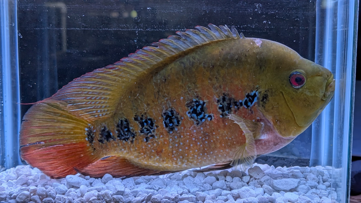Lyonsi Cichlid