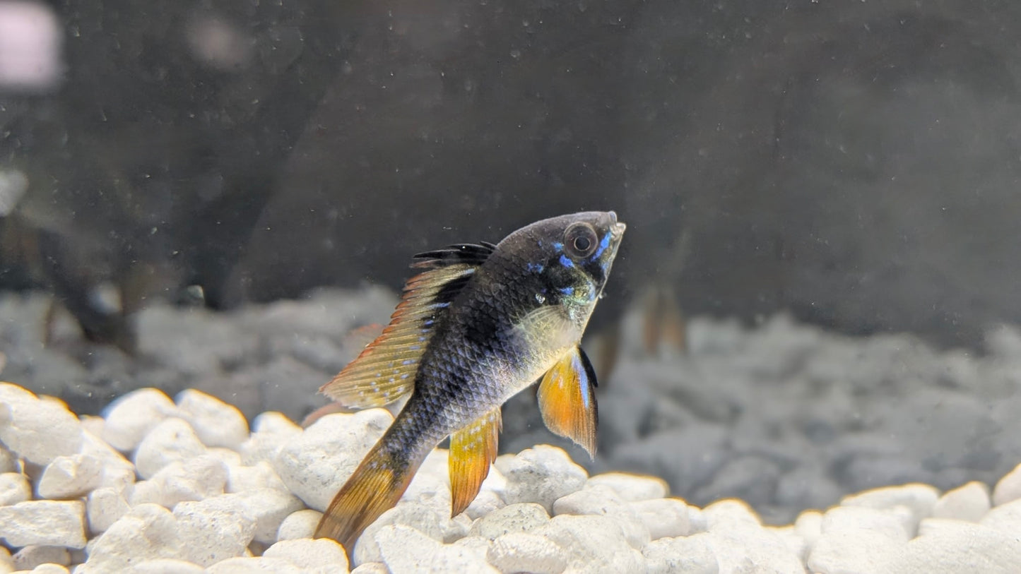 German Blue Ram