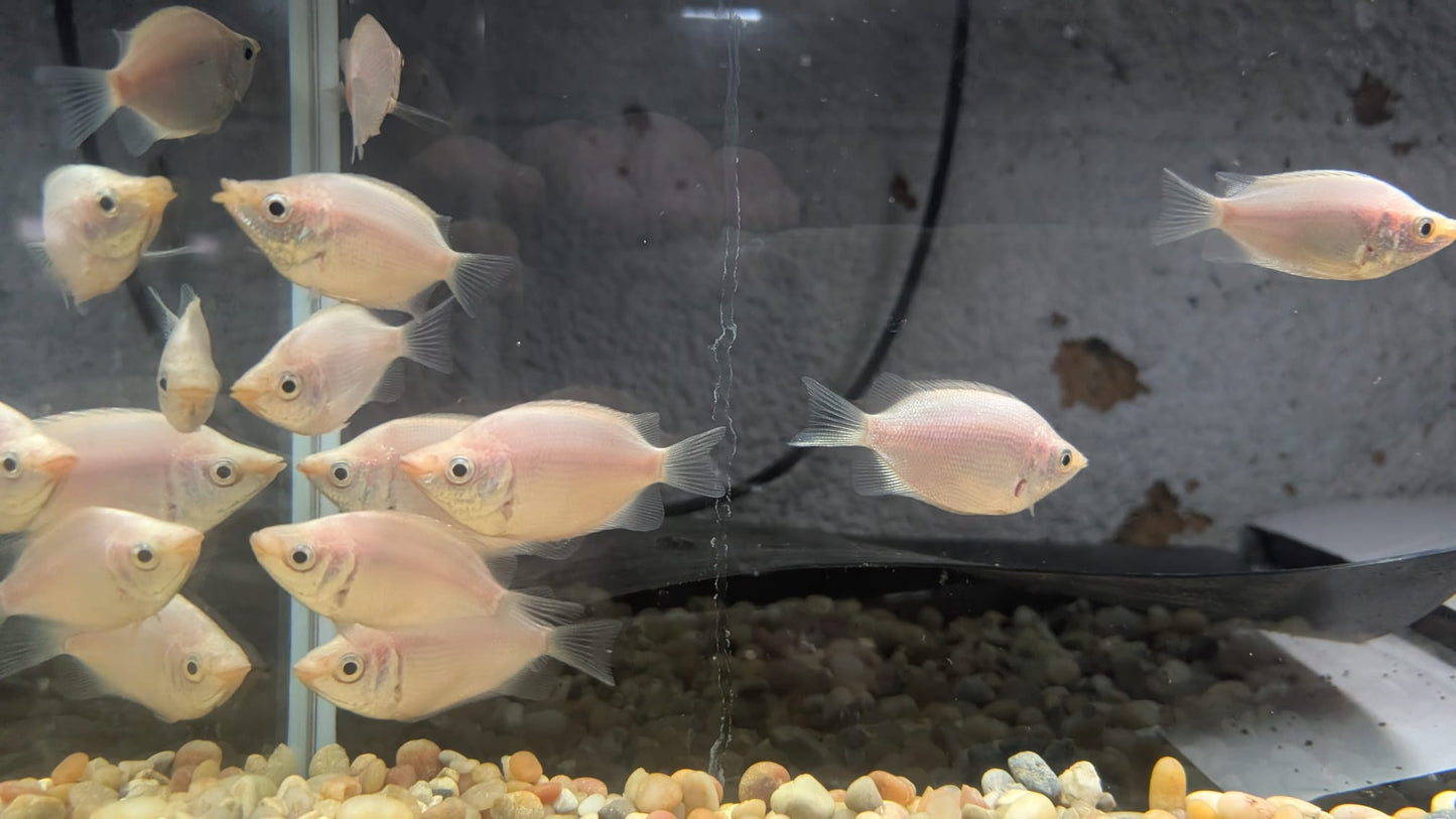 Pink Kissing Gourami