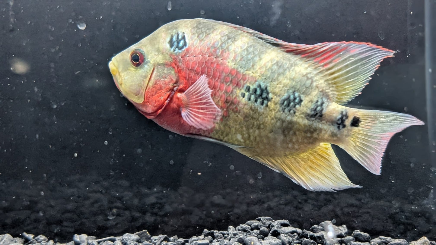 Red Dragon Flowerhorn