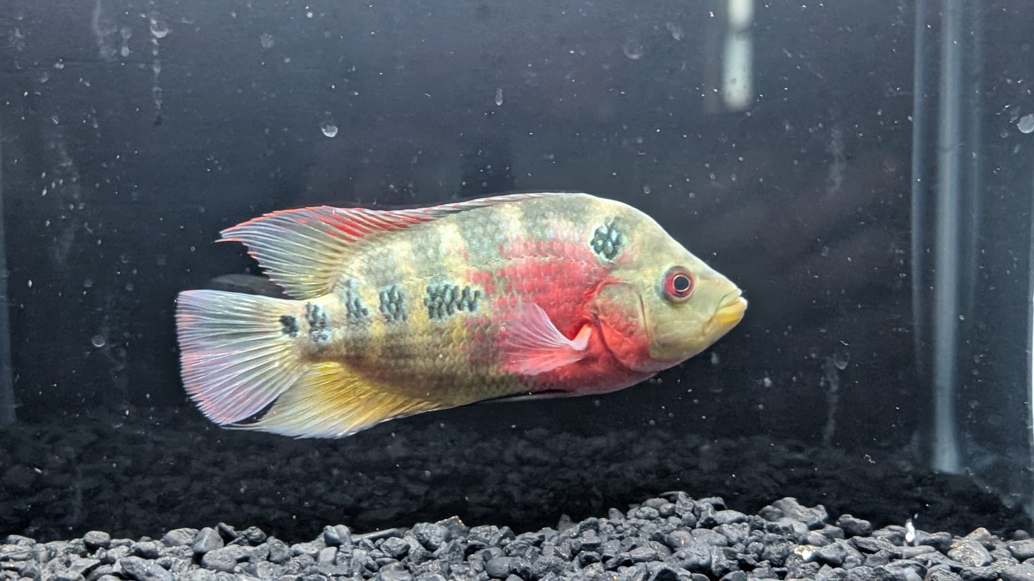 Red Dragon Flowerhorn for Sale - Hybrid Cichlid - The Fish