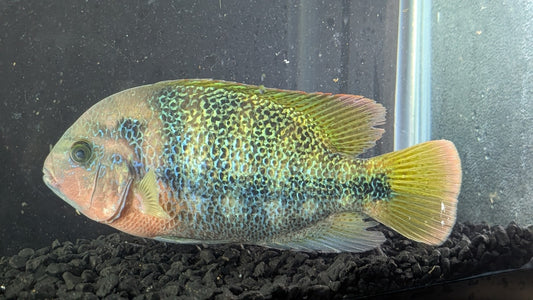 Vieja Fenestrata