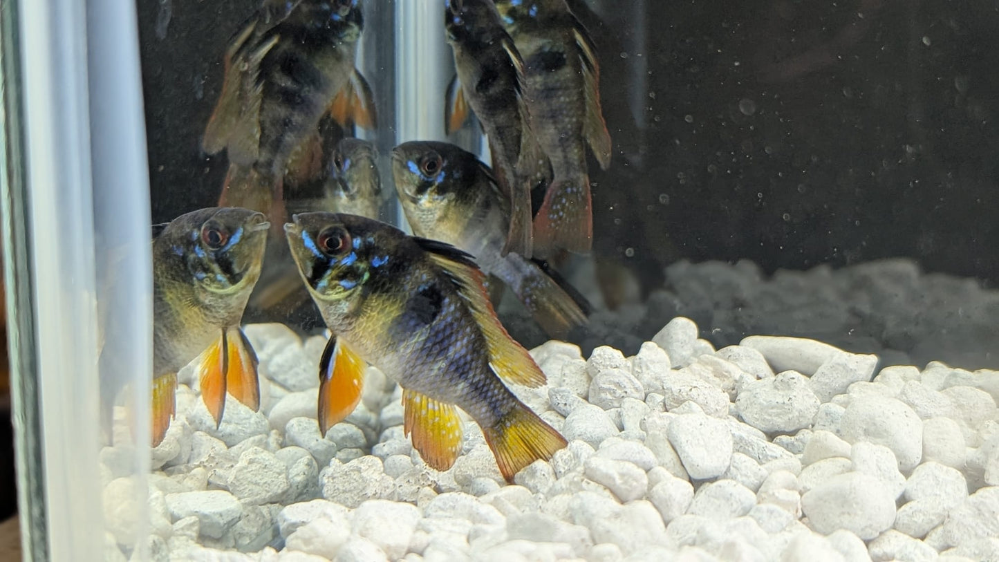 German Blue Ram