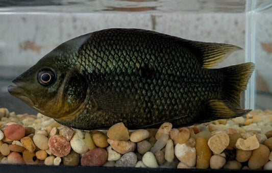 Basket Mouth Cichlid (Caquetaia spectabilis)