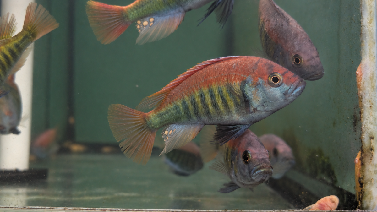 Red Nyererei (Pundamilia nyererei)