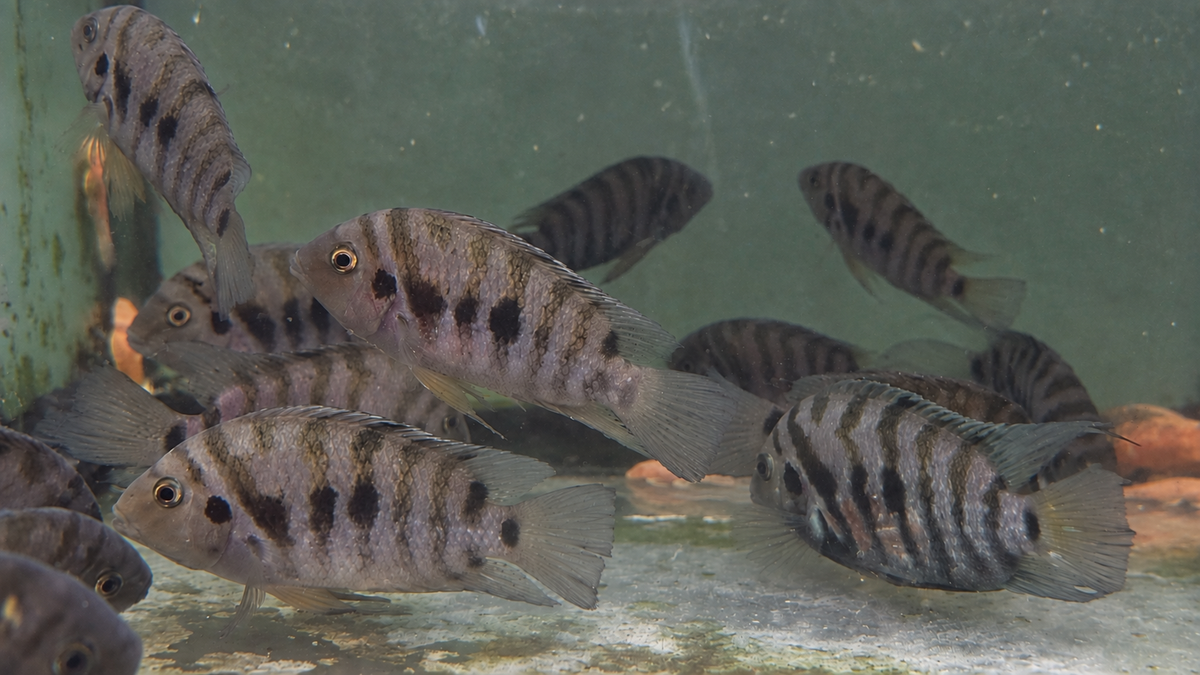 Black Convict (Amatitlania nigrofasciata)