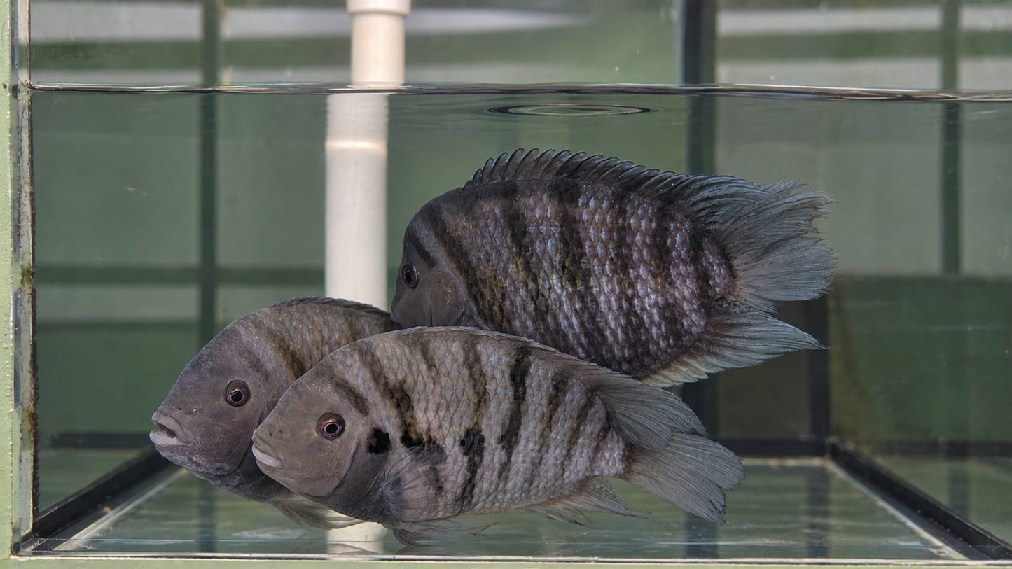 Black Convict (Amatitlania nigrofasciata)