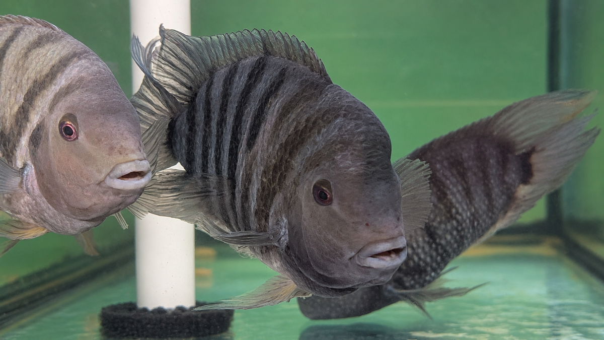 Black Convict (Amatitlania nigrofasciata)