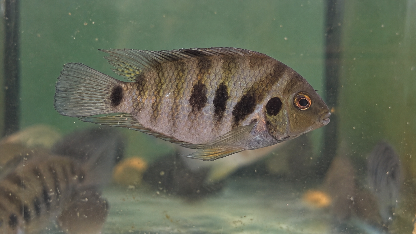 Black Convict (Amatitlania nigrofasciata)