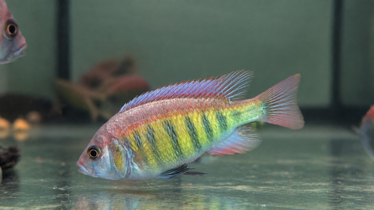 Red Nyererei (Pundamilia nyererei)