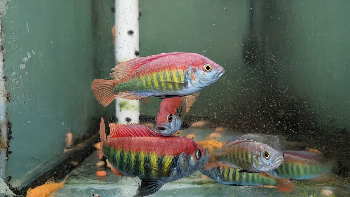 Red Nyererei (Pundamilia nyererei)