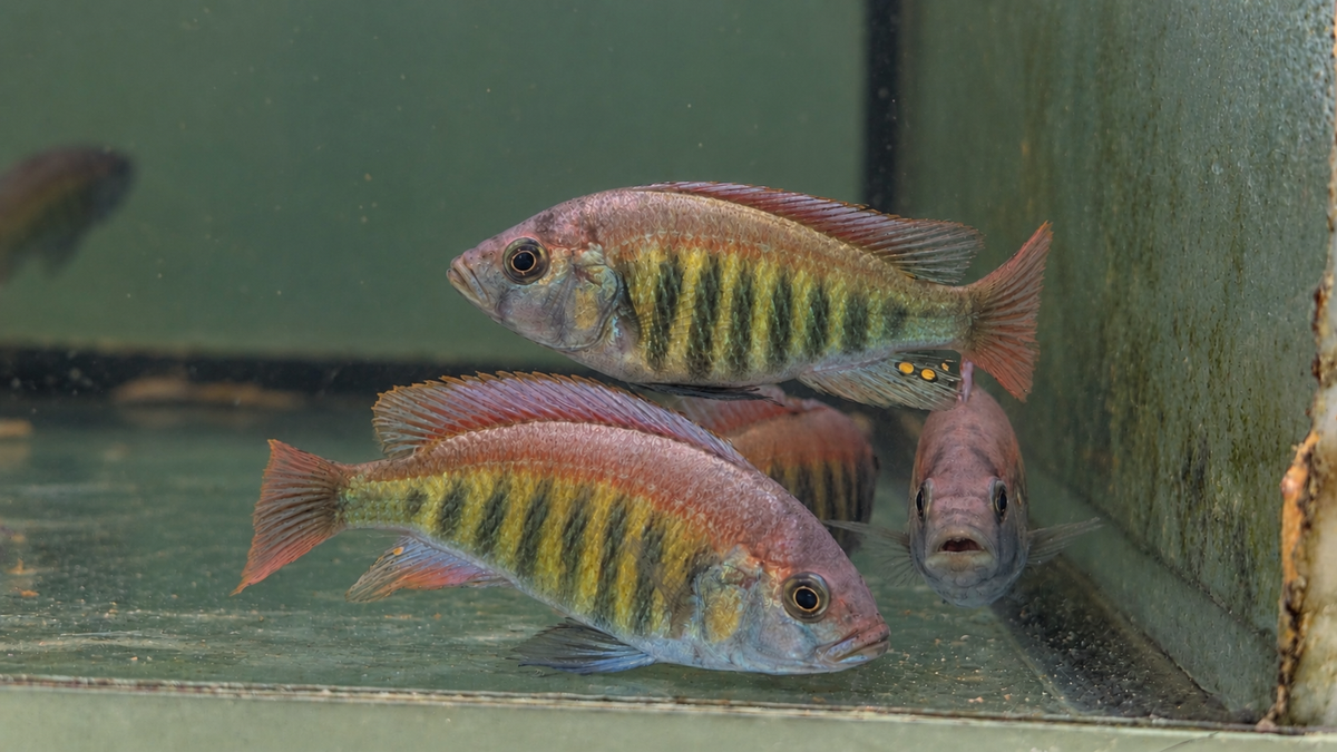 Red Nyererei (Pundamilia nyererei)