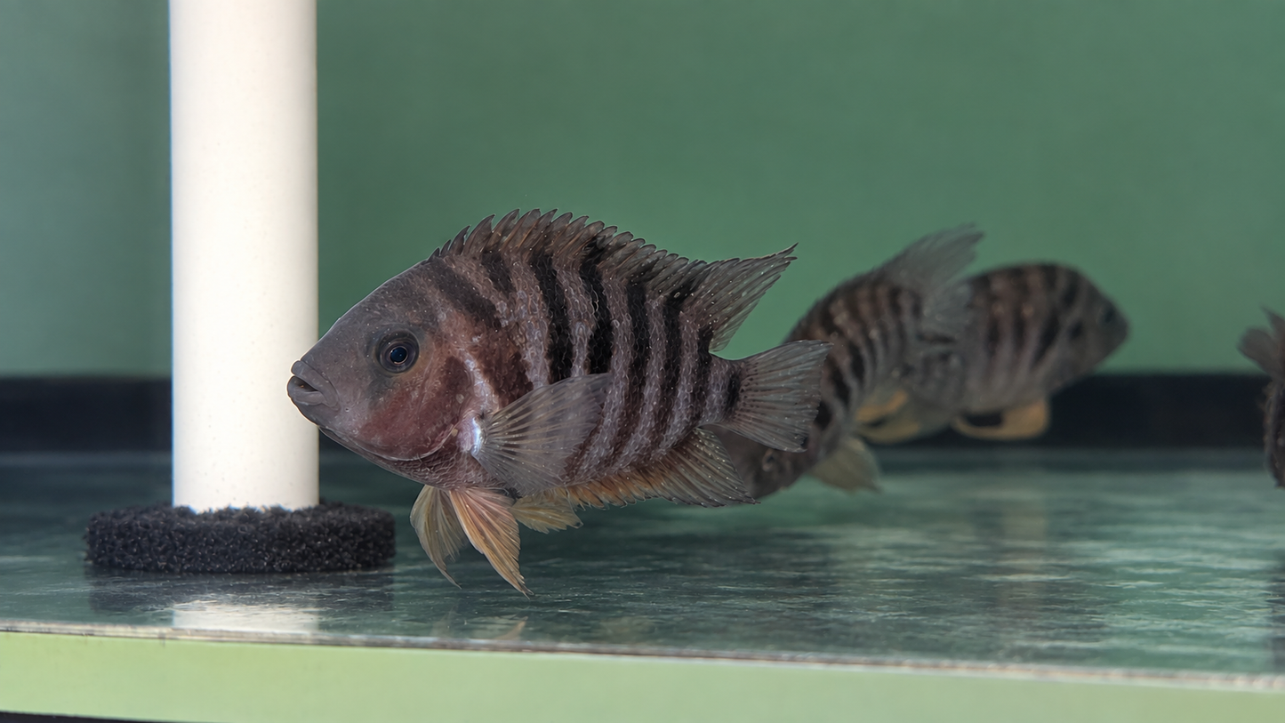 Black Convict (Amatitlania nigrofasciata)
