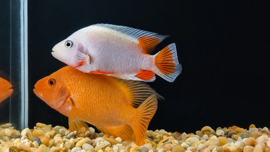 Midas Cichlid (Amphilophus citrinellus)