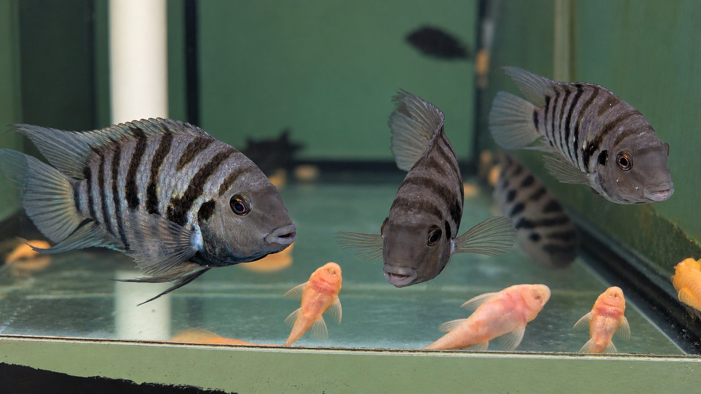 Black Convict (Amatitlania nigrofasciata)